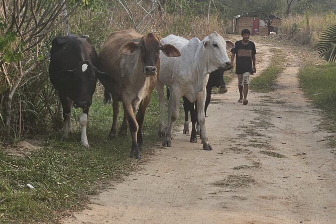 Visit Indigenous Native Guarani Village in Marica - Key things I’d plan around