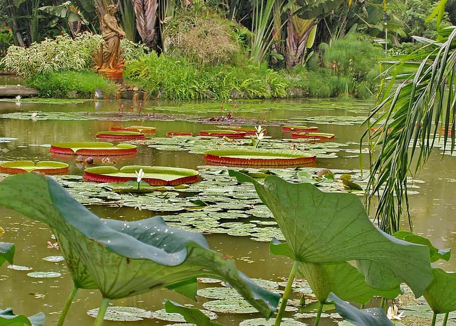 Visit Rio’s Botanical Garden: Nature, History, and Wildlife - The 1808 foundation, plus the gunpowder factory and Chafariz das Musas