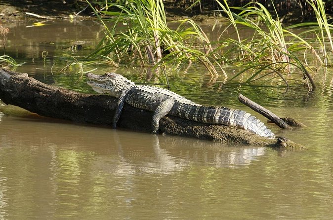 Wildlife Life Private Tour - Fabio’s guide style: patient pacing that makes sightings easier