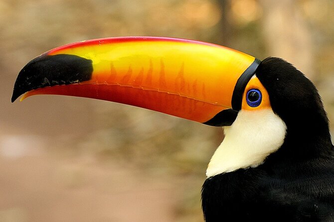 Wildlife Life Private Tour - Parque Lage: where your morning starts under Corcovado