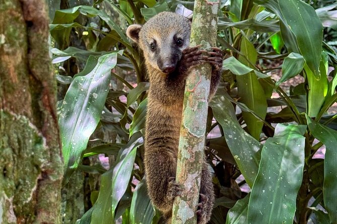 Wildlife viewing and excursion at Pedra Bonita. - Wildlife, viewpoints, and why this route works